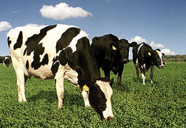 PROLEITE- CURSO INTENSIVO PECUÁRIA LEITEIRA 